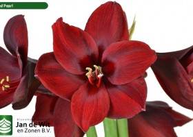 hippeastrum Red Pearl ® (2)